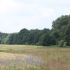 Waldrand.JPG