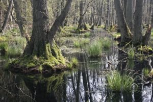 Erlenbruchwald mit hohem Grundwasserstand