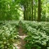 Wald mit Bärlauch