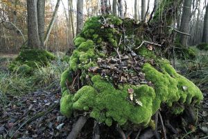 Im Erlenbruchwald