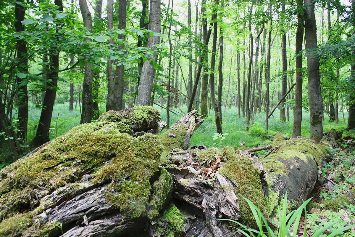 Das Naturschutzgroßprojekt