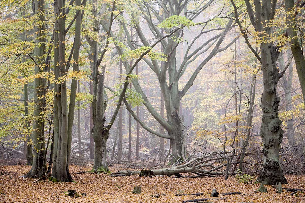 Die Nordvorpommersche Waldlandschaft